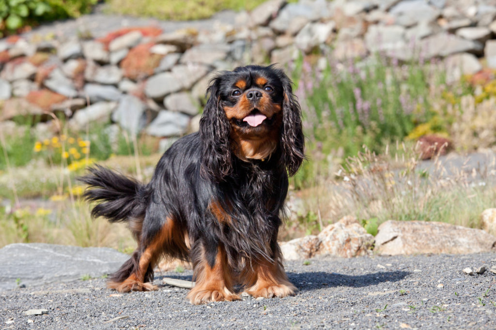 Cavalier King Charles spaniel bicolore noir et feu