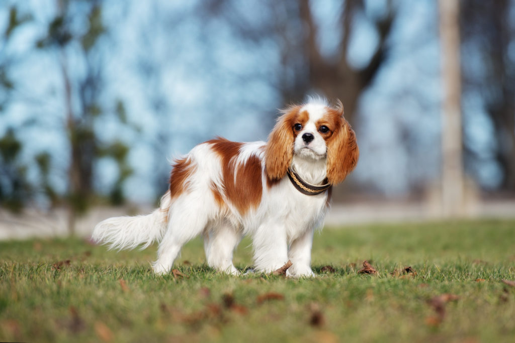 tour de poitrail cavalier king charles