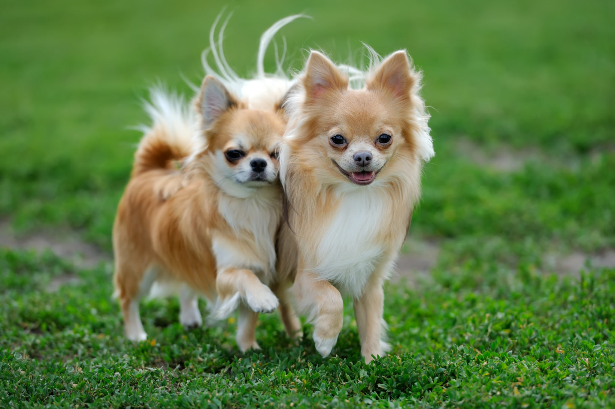 Chihuahua Caractere Sante Nutrition Adoption Magazine Zooplus