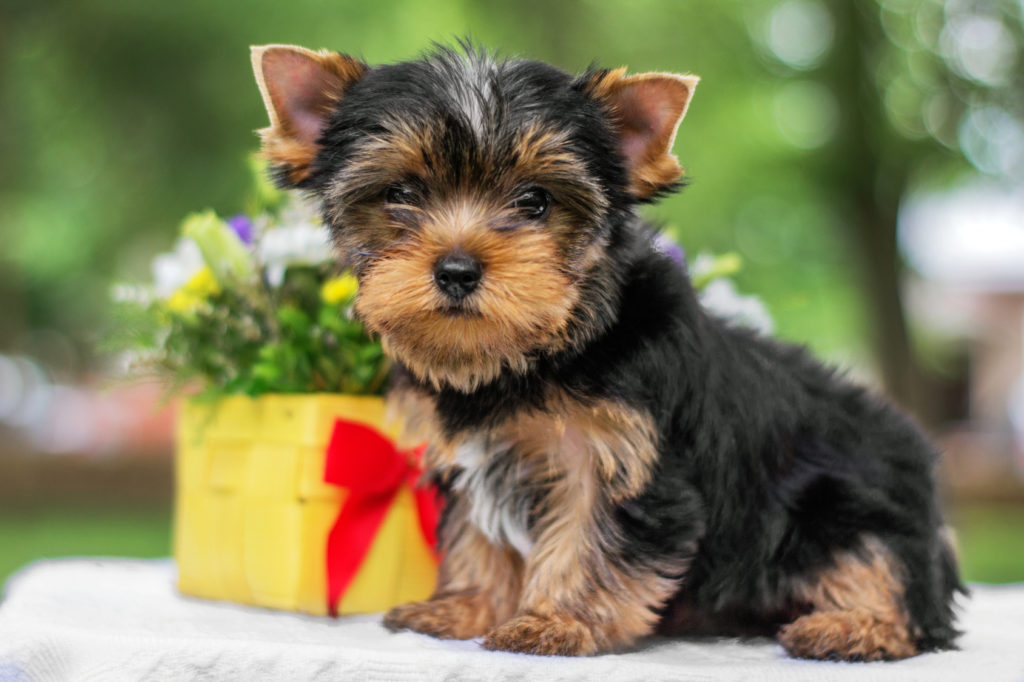 chiot yorkshire terrier