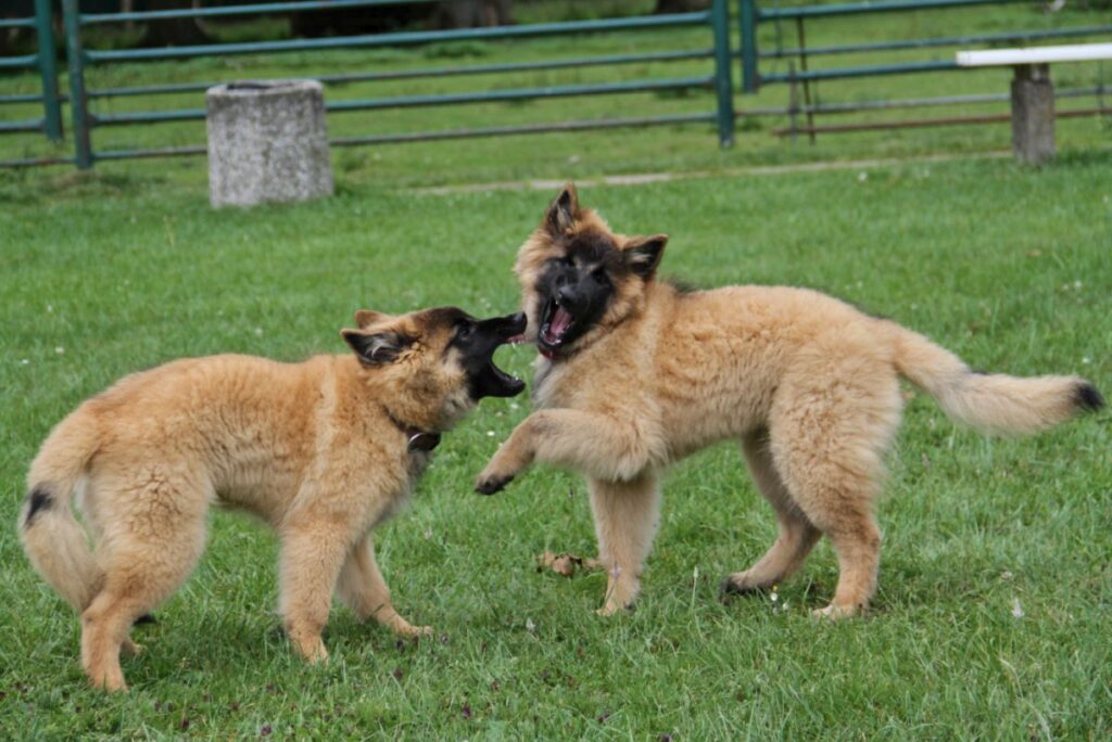 deux chiots malinois qui jouent