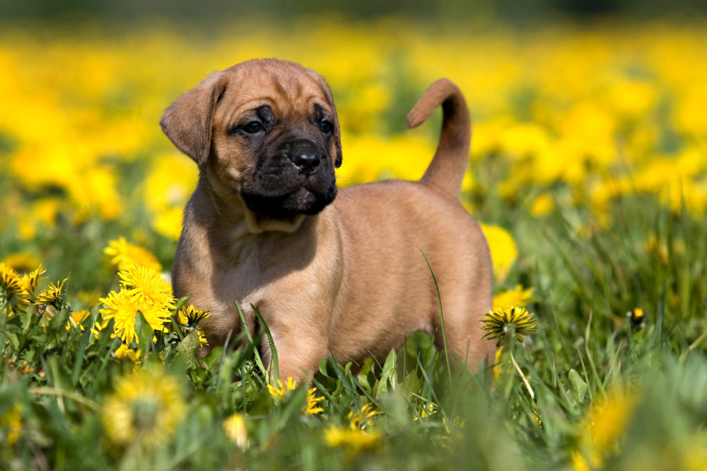 chiot Dogue des Canaries