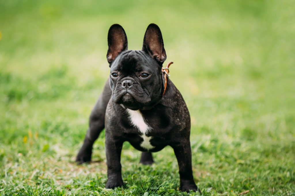 Bouledogue Francais Caractere Education Sante Adoption Zooplus