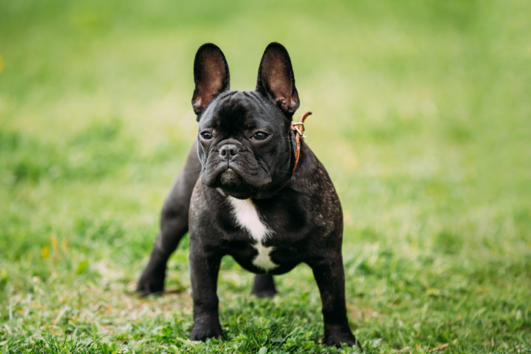 Races de chien de A à Z - Infos, conseils & photos | Magazine zooplus