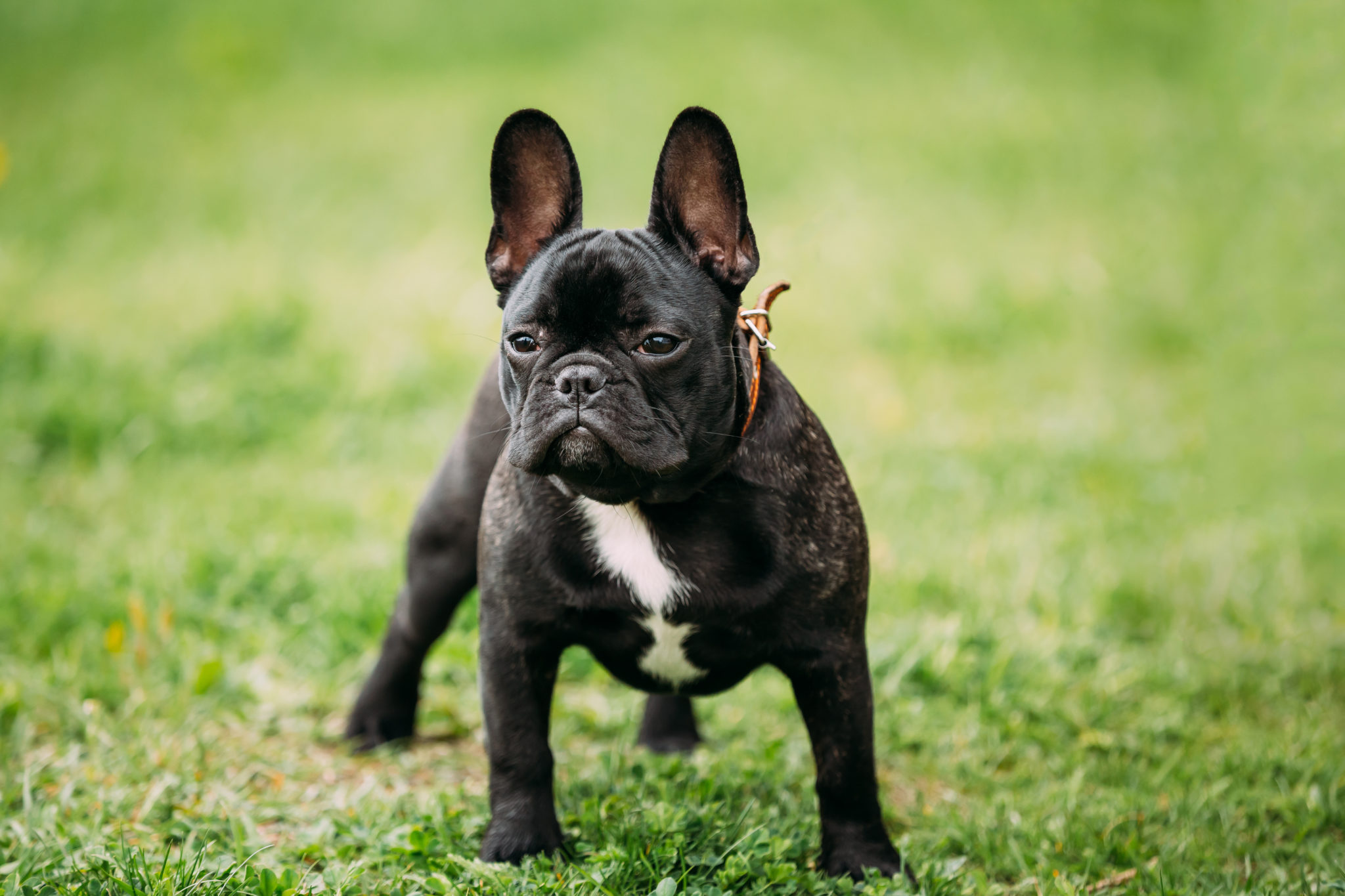 Bouledogue Francais Caractere Education Sante Adoption Zooplus