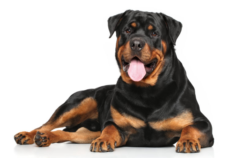 chien Rottweiler