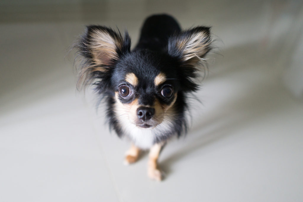 Chihuahua noir Chihuahua noir