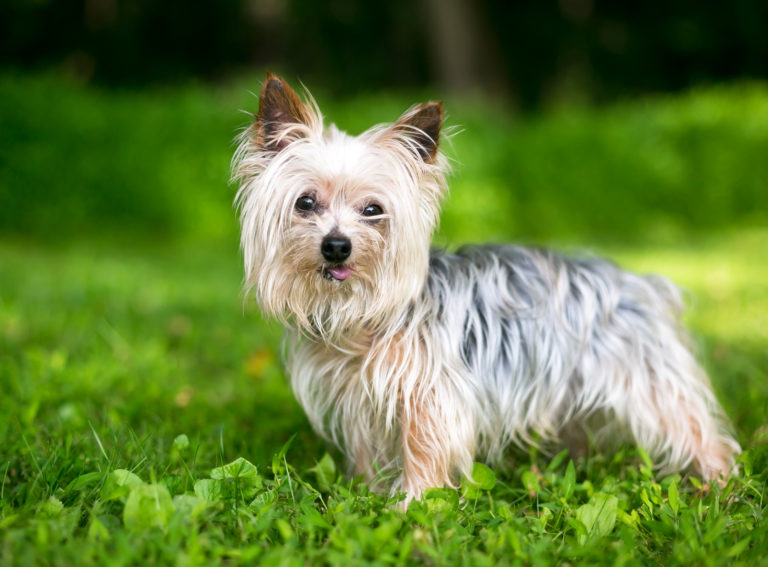 Yorkshire Terrier dans un jardin