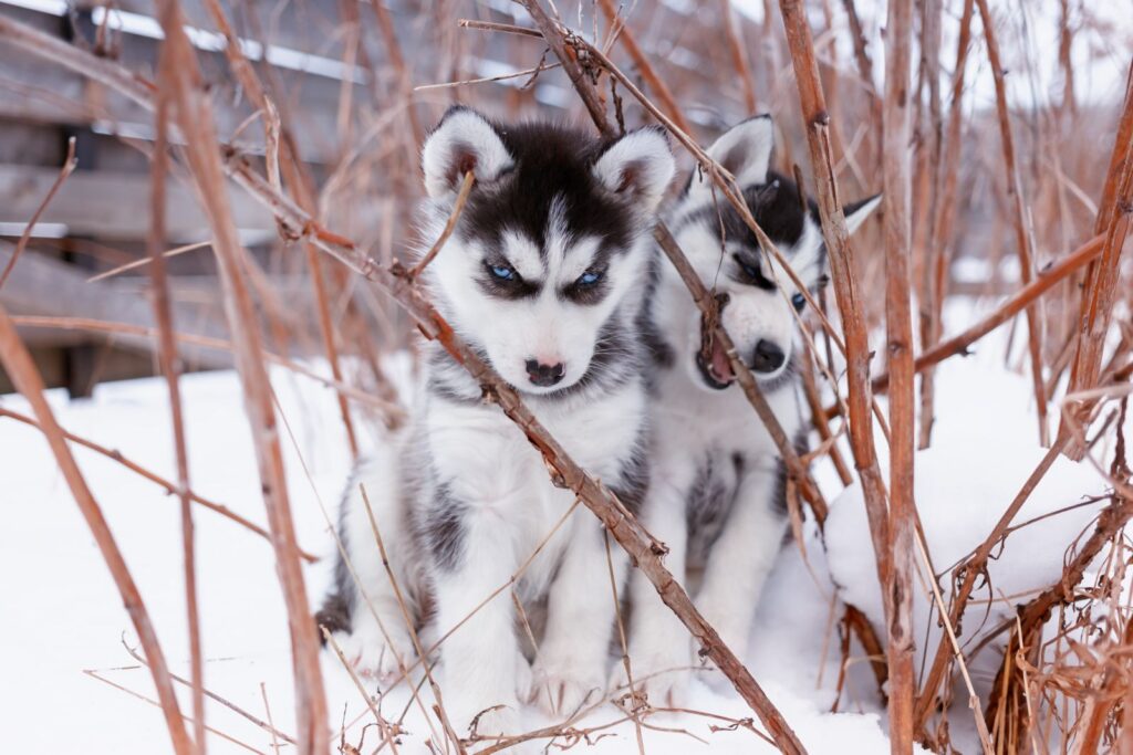 chiots husky de sibérie