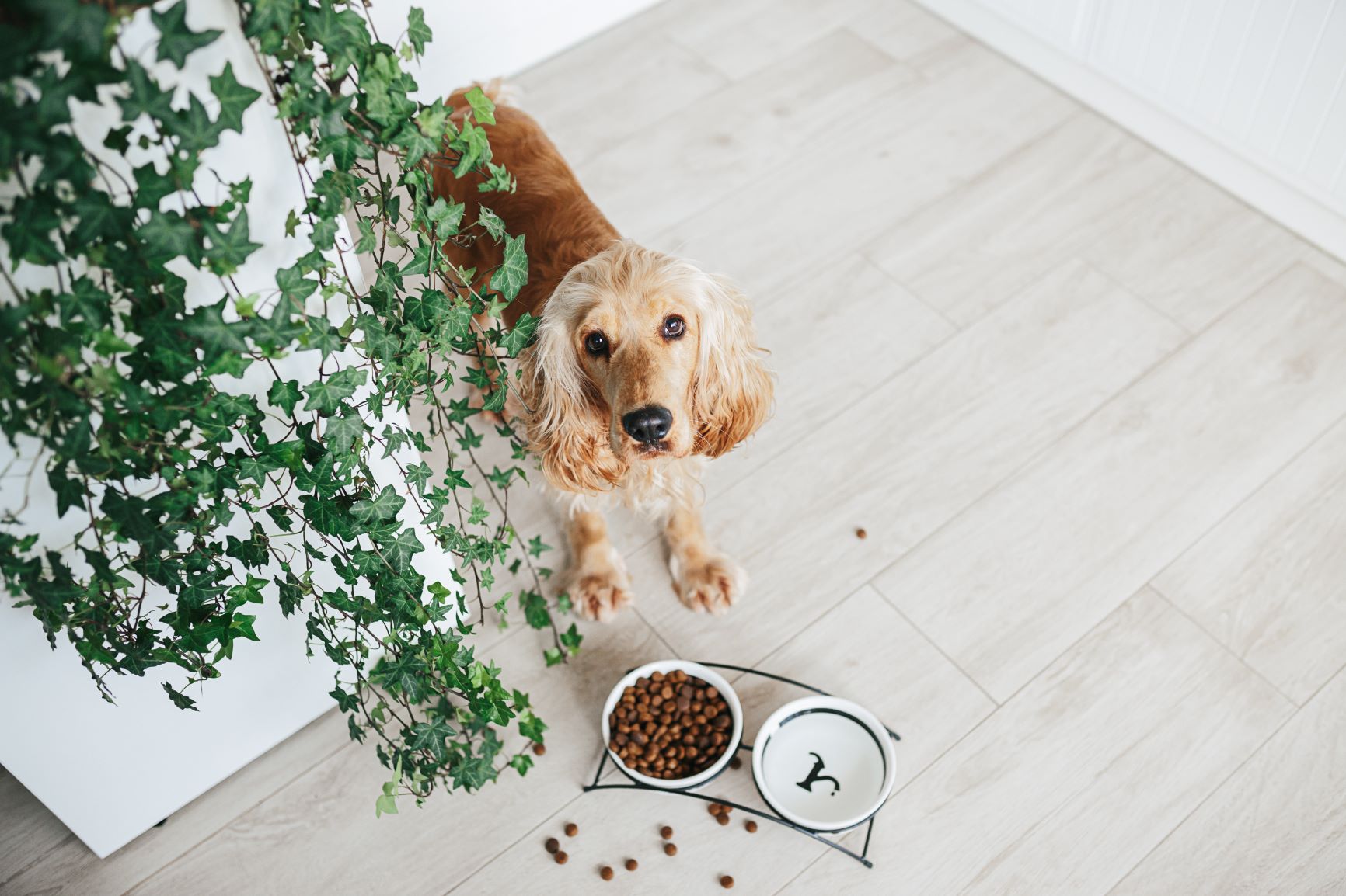 cocker spaniel anglais et croquettes