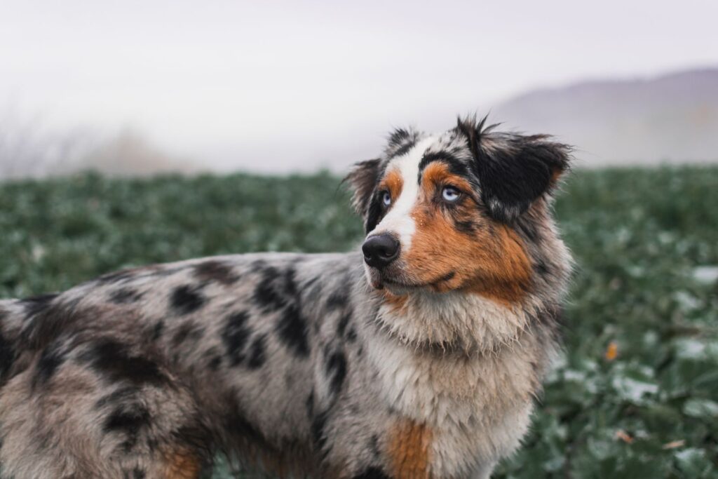 berger australien merle