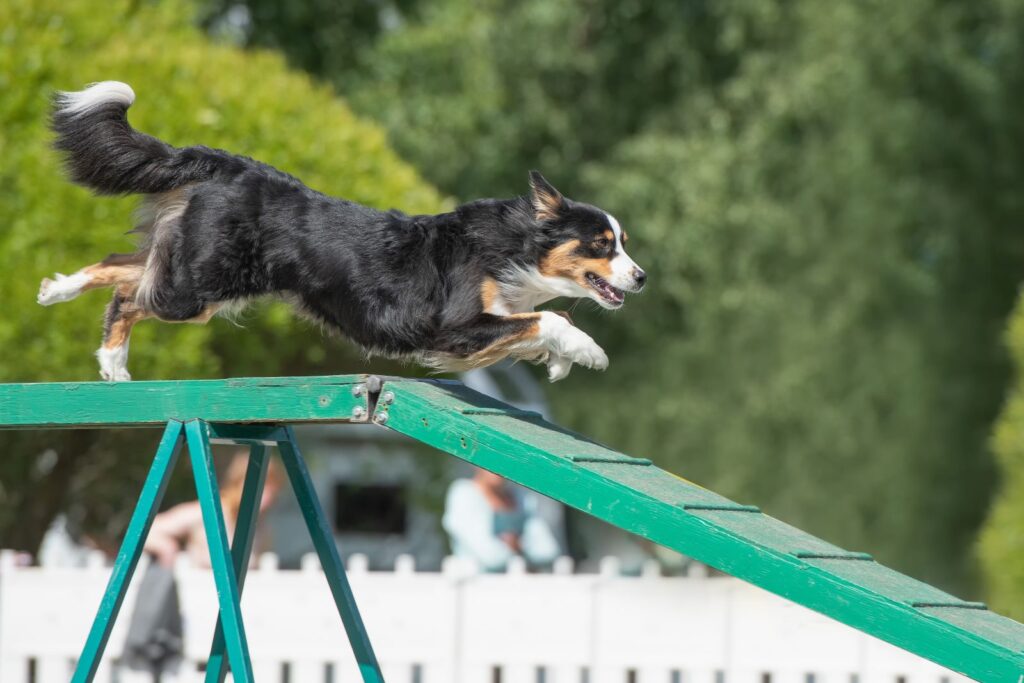 berger australien qui fait de l'agility