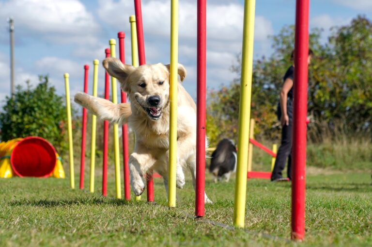 chien traversant un parcours d'agility