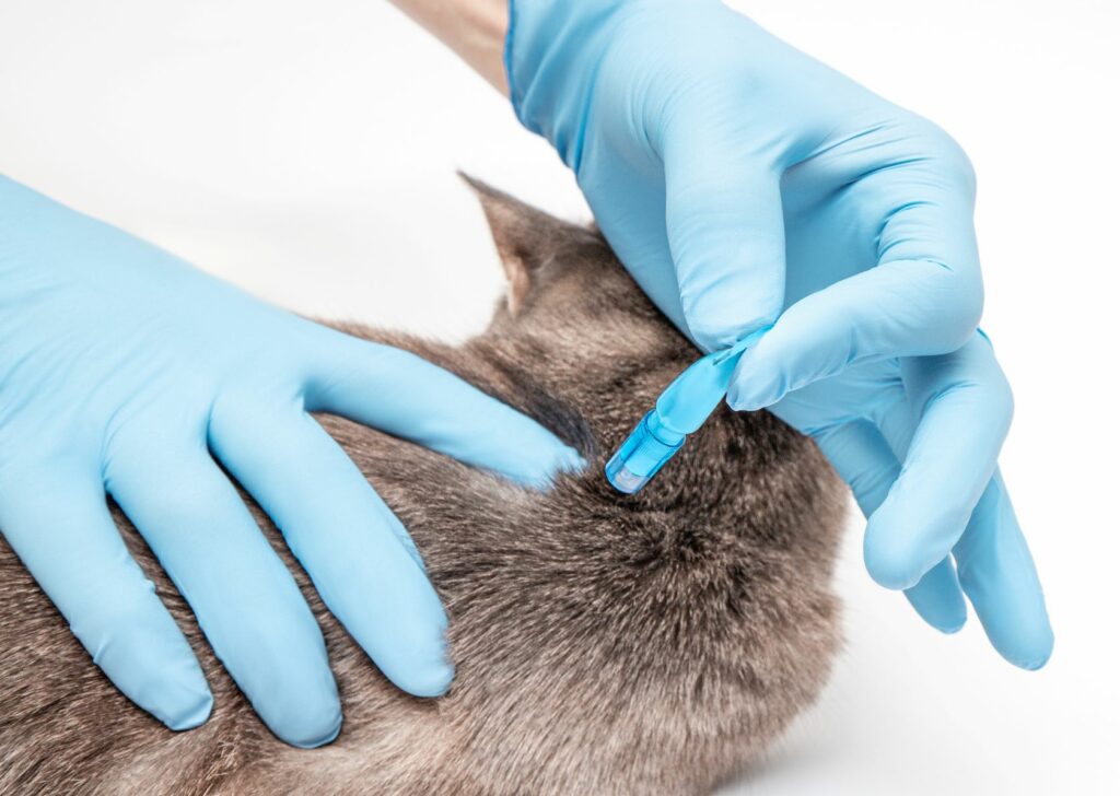 un chat recoit un traitement contre les parasites