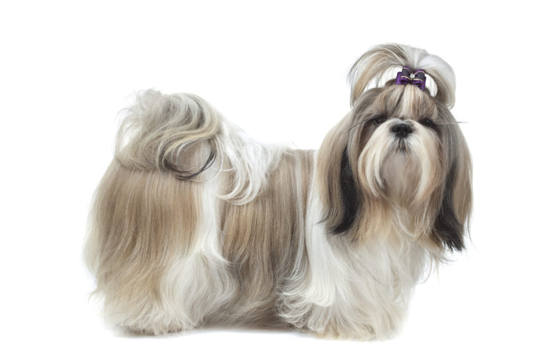 Shih Tzu, sicu