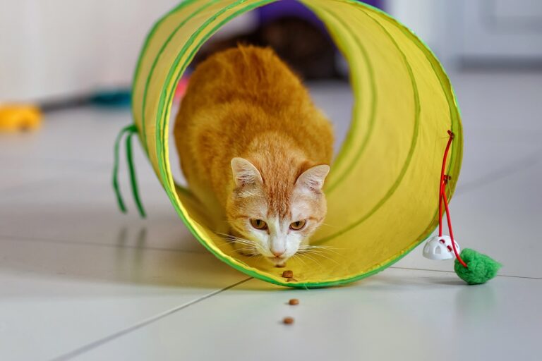 Un chat qui fait de l'agility