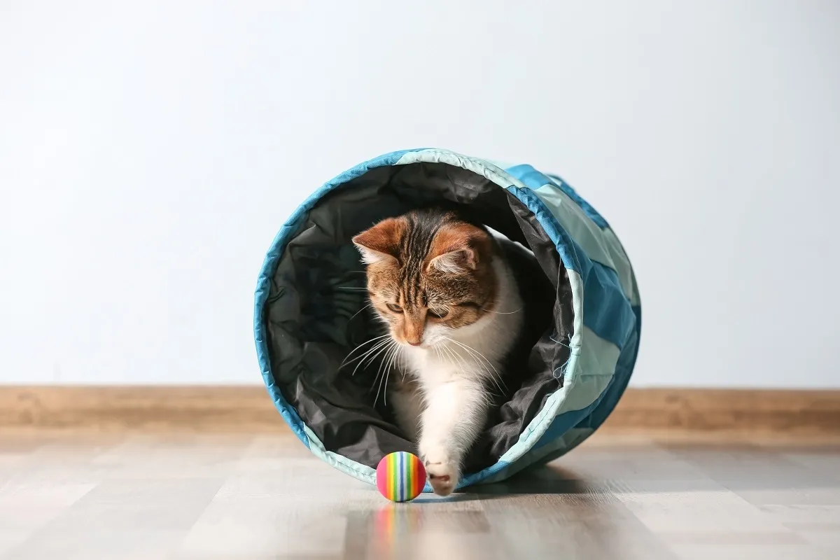 Un chat en pleine séance d'agility