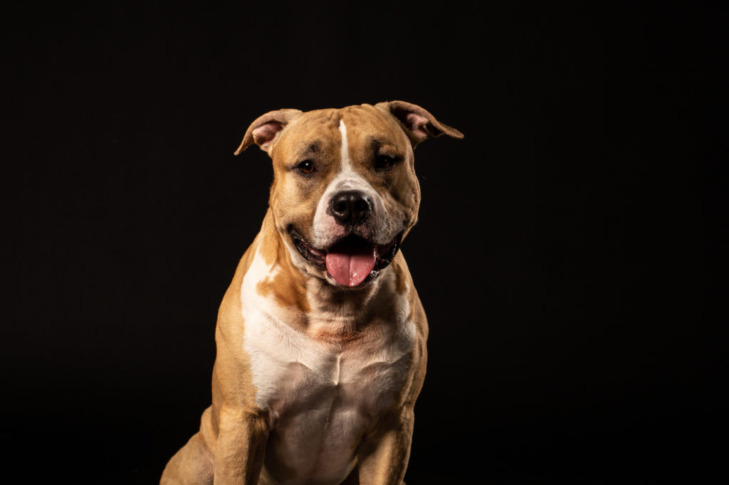 American pitbull terrier