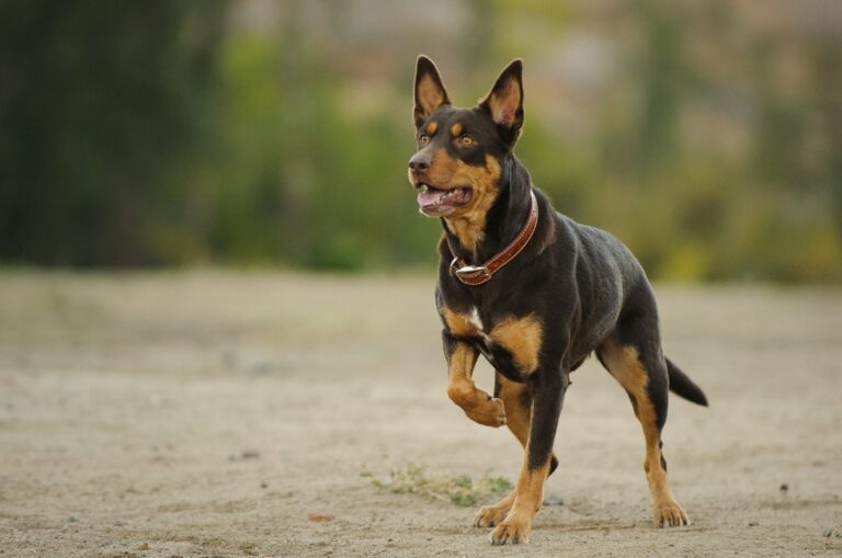 Un Kelpie en train de courir