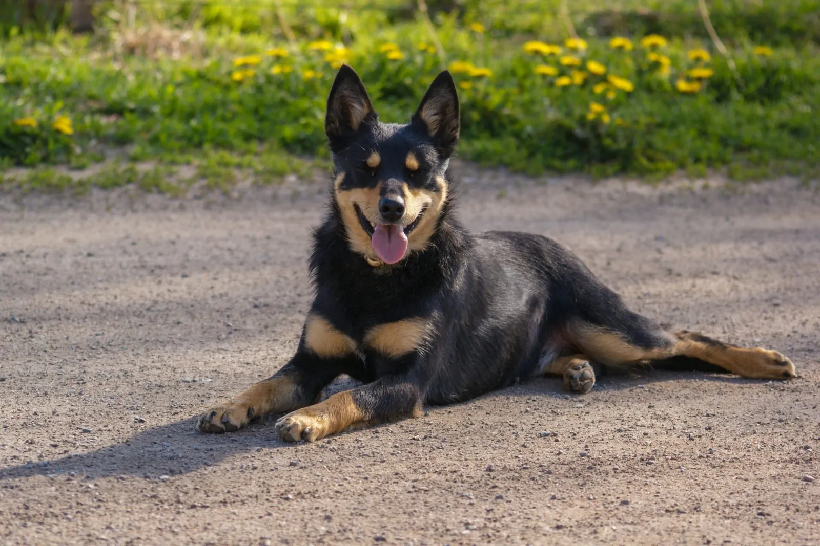 L'australian Kelpie a un poil qui revêt différentes couleurs