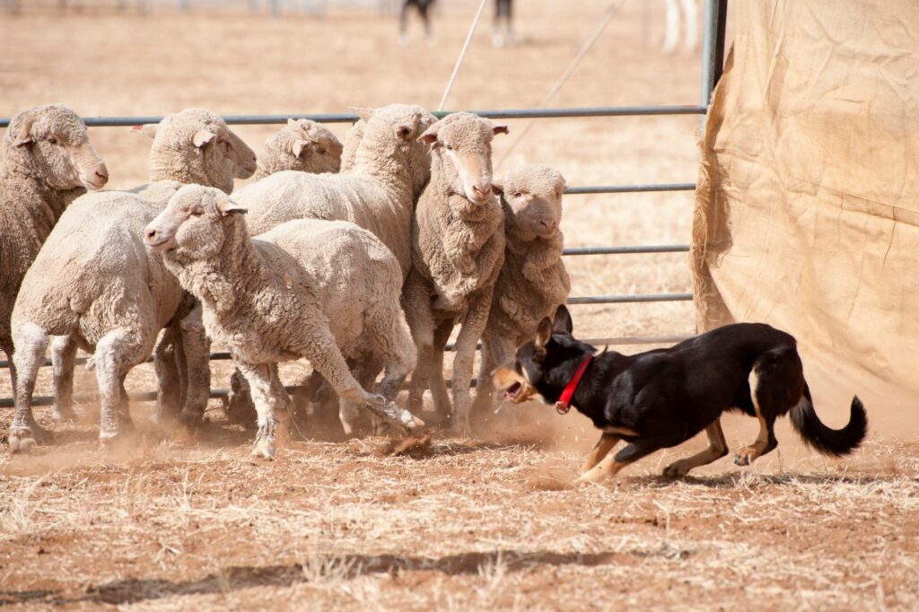 Le Kelpie est un chien qui garde les moutons