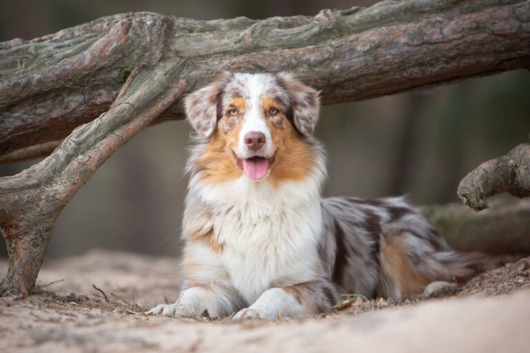 chien berger australien