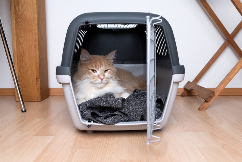 caisse transport et chat