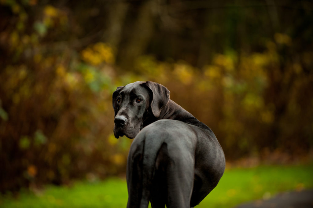 Dogue allemand noir