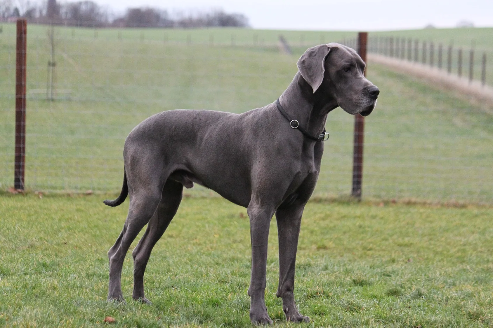 Dogue Allemand Caract re Sant ducation Adoption Zooplus dogue-allemand-caract-re-sant-ducation-adoption-zooplus