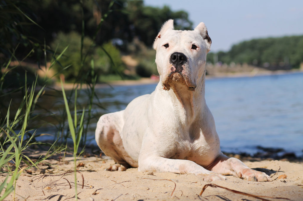 dogue argentin dogue argentin