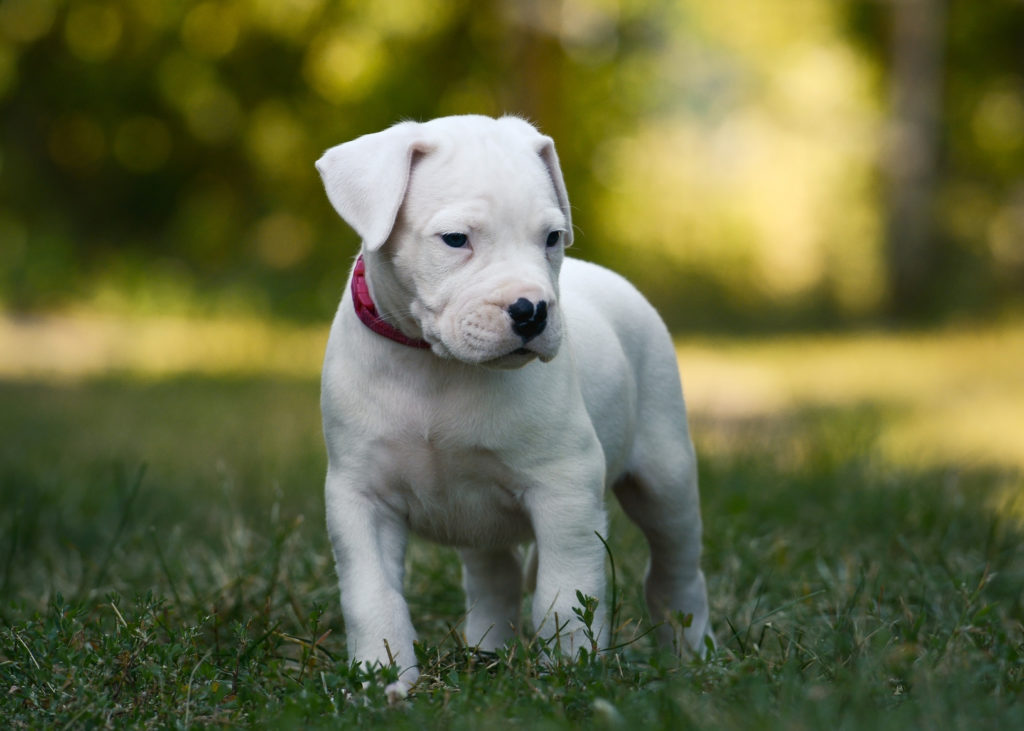 chiot dogue argentin chiot dogue argentin