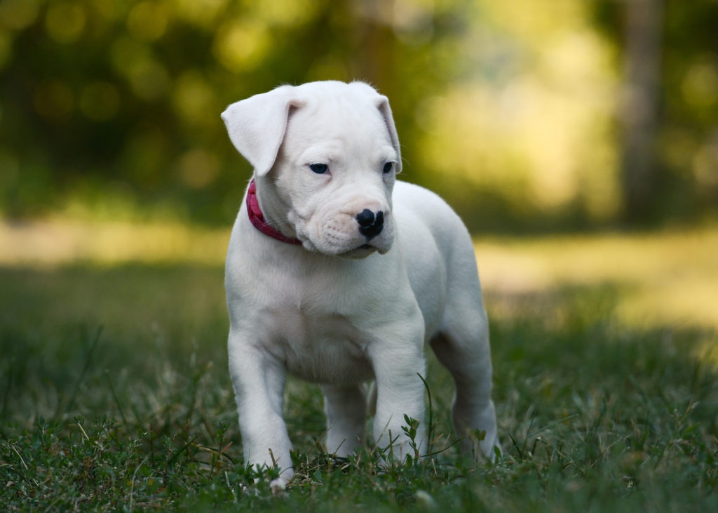 chiot dogue argentin