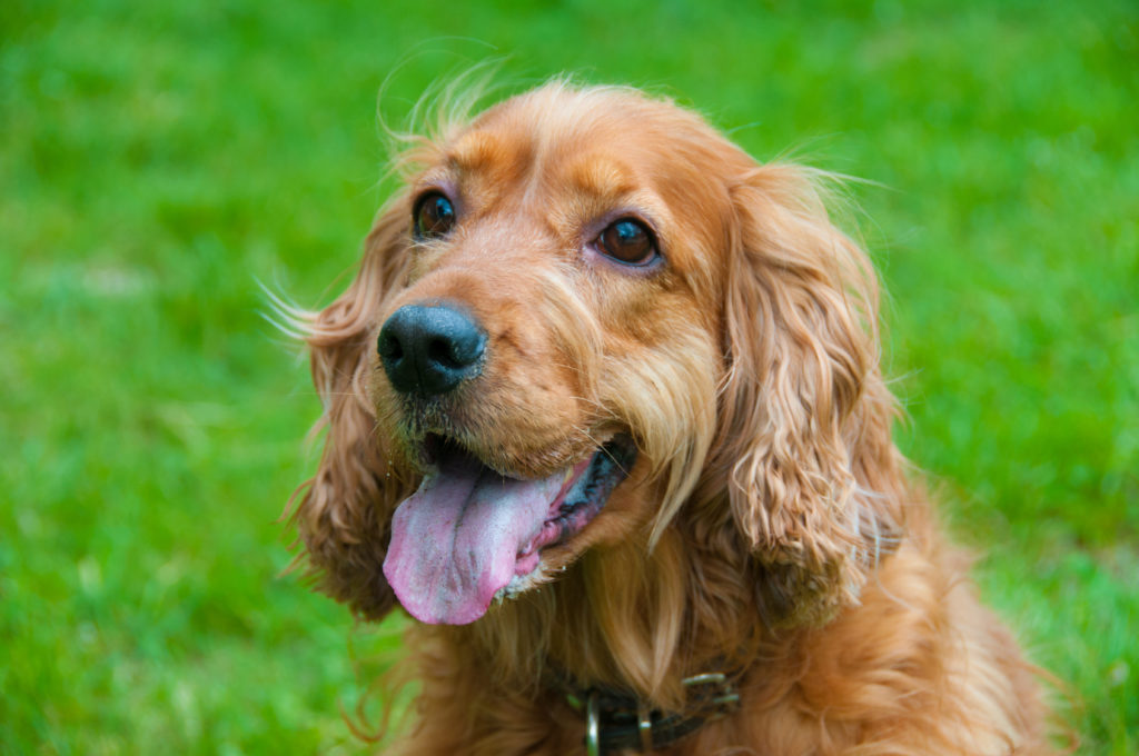 Un cocker spaniel roux