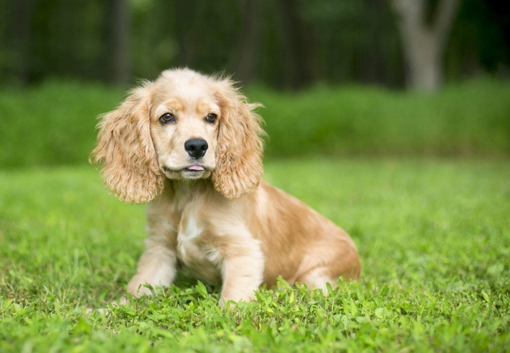 Un chiot cocker