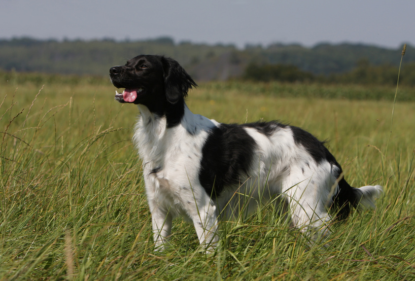 Épagneul breton  Un chien gentil, sportif et facile à éduquer !