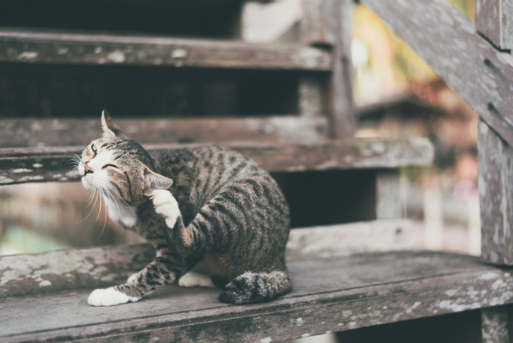 un chat se gratte à cause de parasites