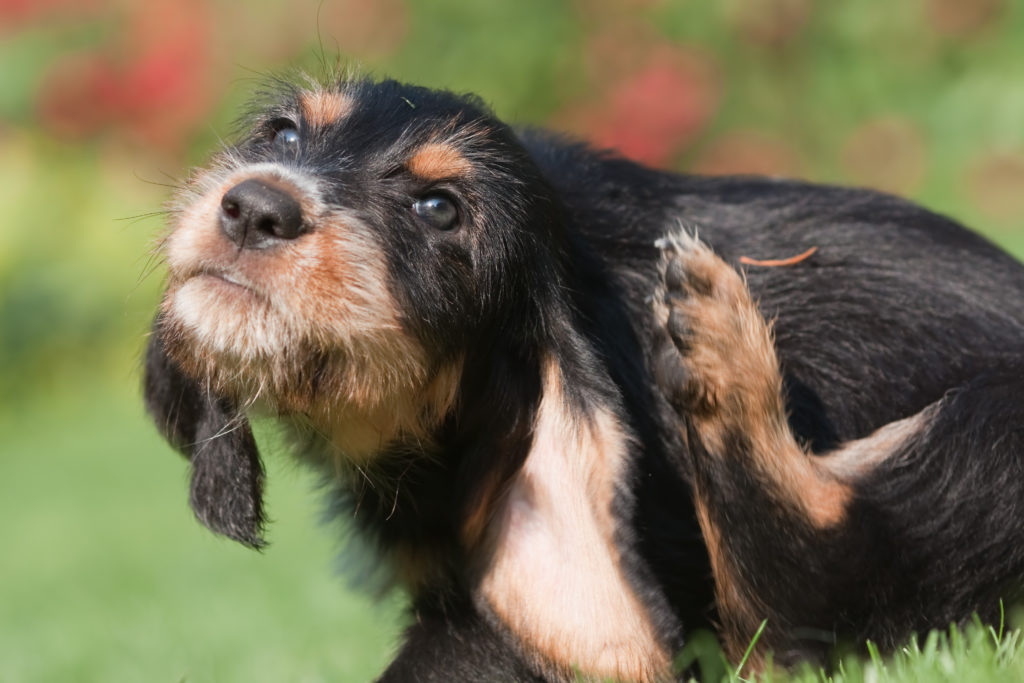 un chien a des parasites et se gratte