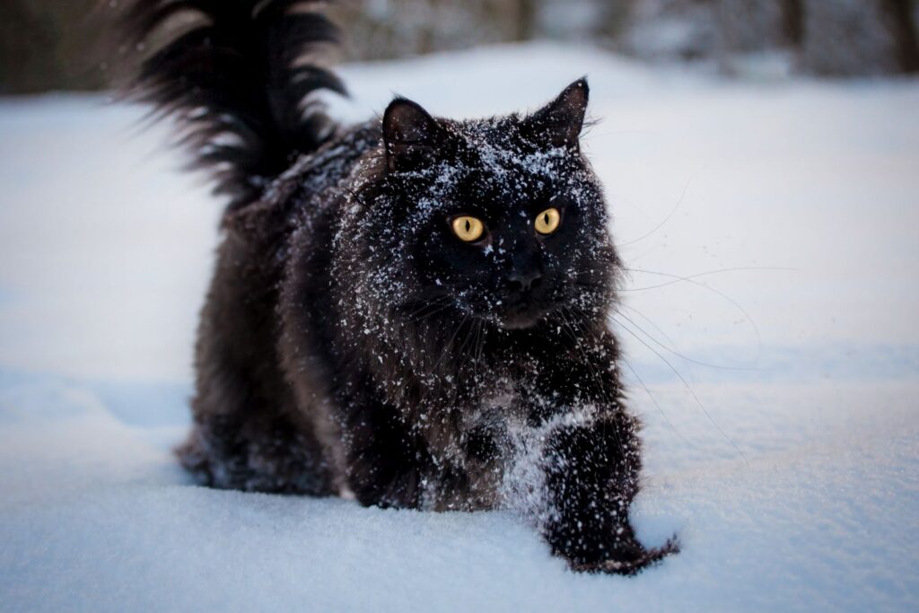 chat maine coon dans la neige