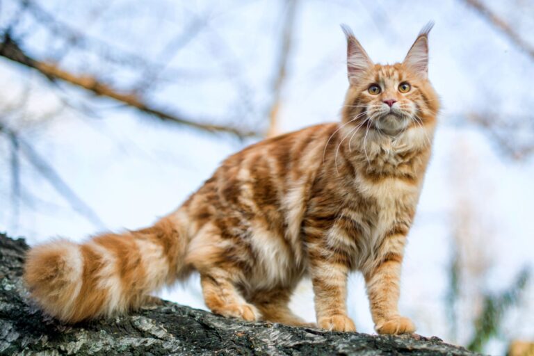 chaton maine coon