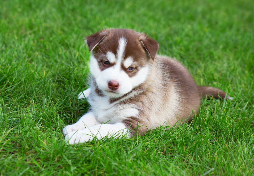 chiot Husky Sibérien