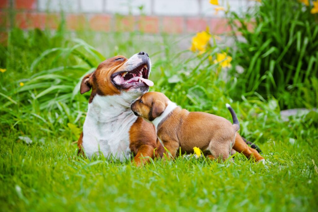 staffordshire bull terrier et son chiot