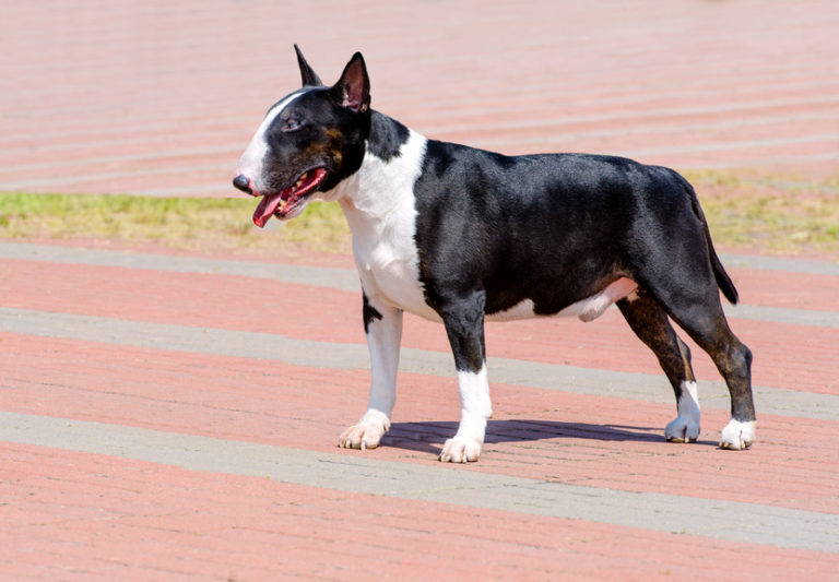 Bull terrier caractère, santé, éducation et adoption zooplus