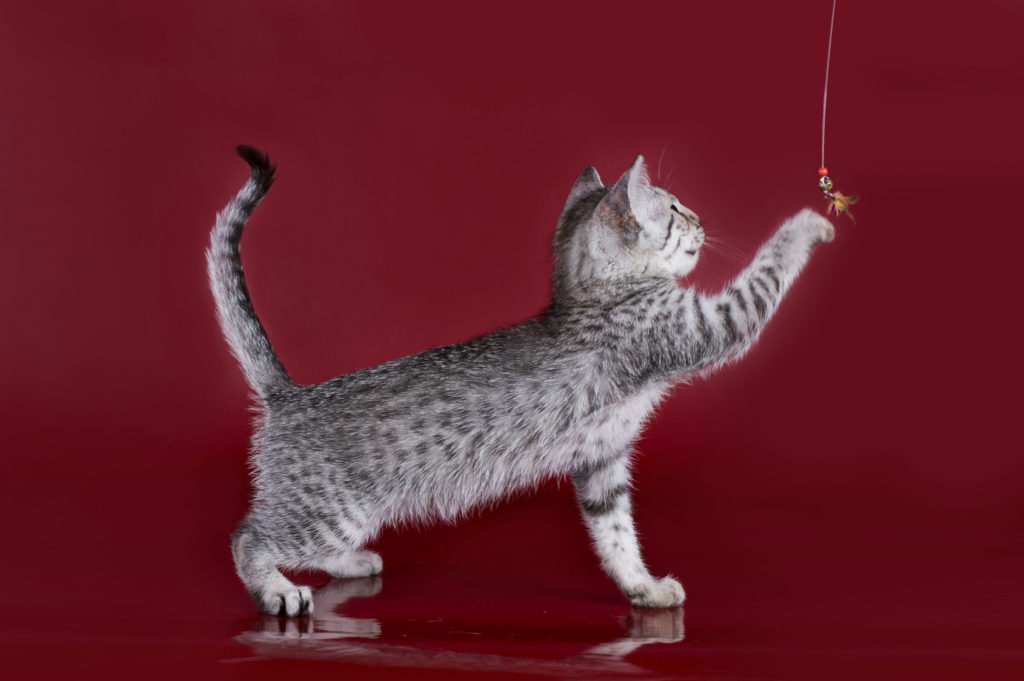 chaton mau égyptien chaton mau égyptien