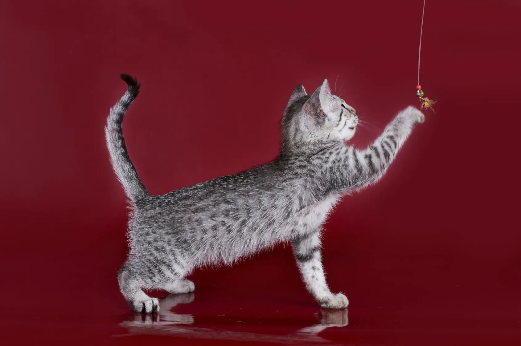 chaton mau égyptien