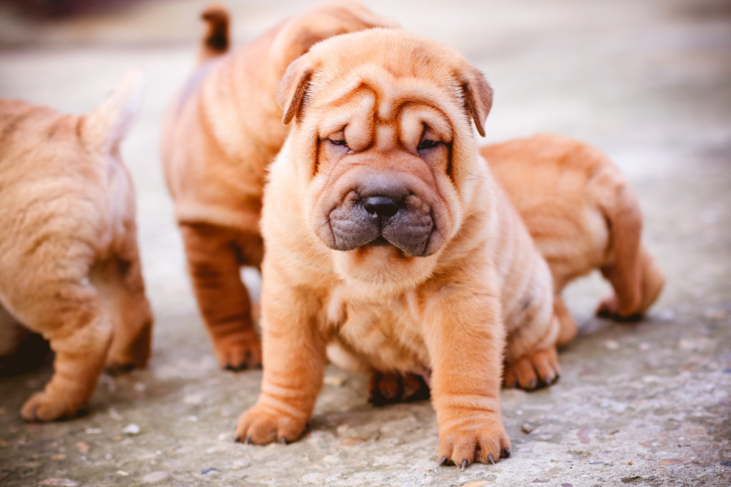 chiot shar pei