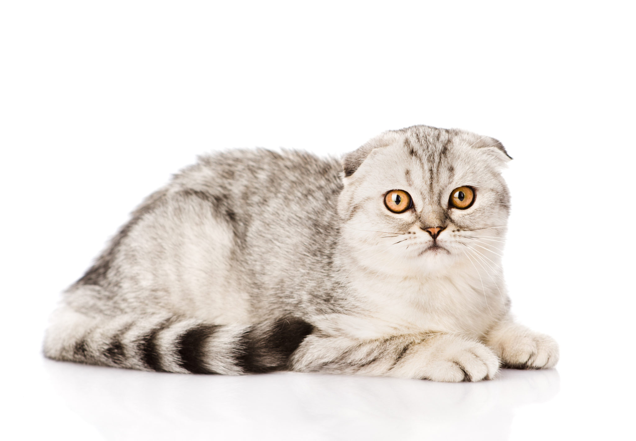 Scottish Fold : caractère, santé, alimentation, prix et entretien