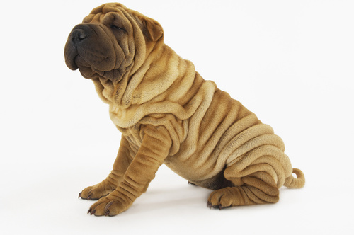 shar pei shar pei