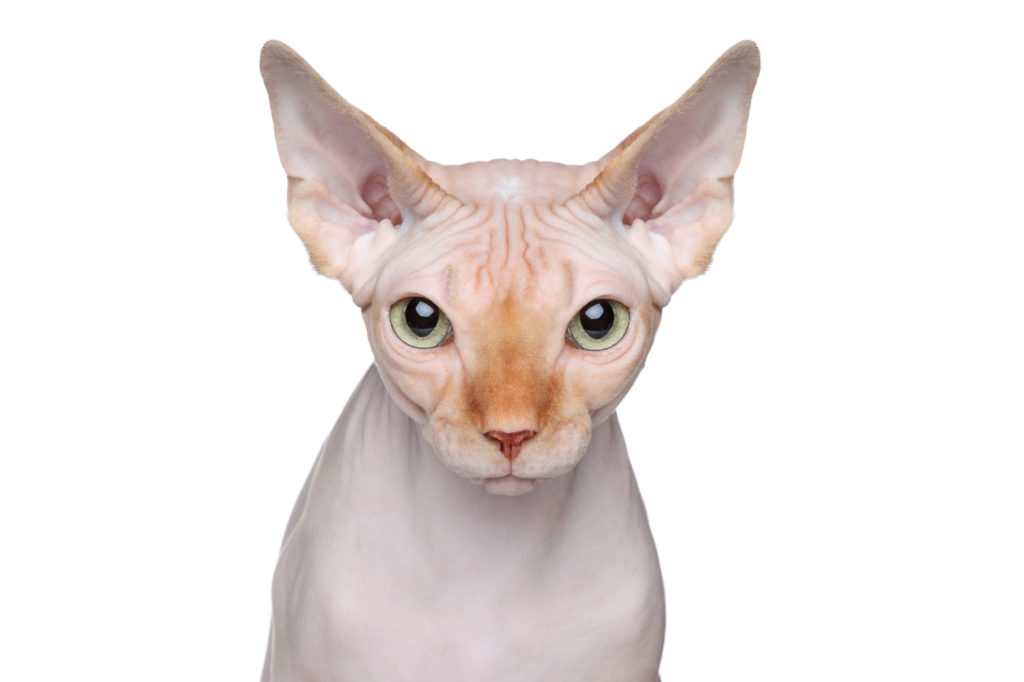 sphynx