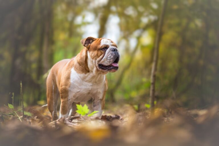 Bouledogue anglais dans la forêt