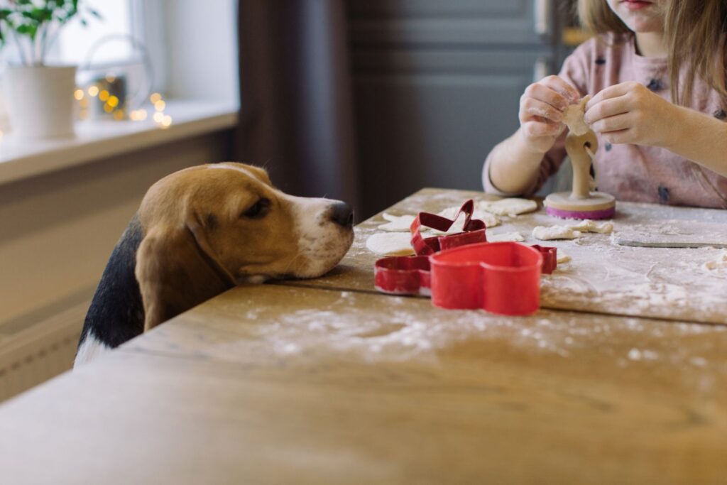 chien biscuits noel